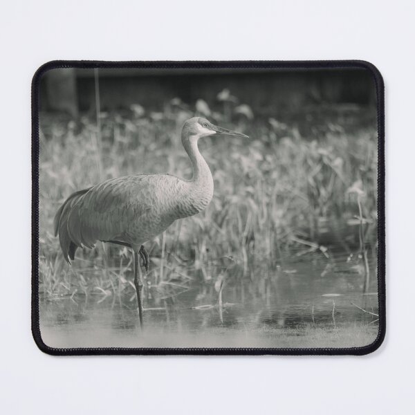 Item preview, A sandhill crane stands in a beautiful pond in Pasco County, Tampa Bay, Florida designed and sold by EyezWatchin.