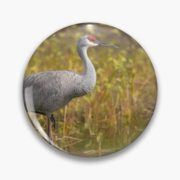 Item preview, A sandhill crane stands in a beautiful pond in Pasco County, Tampa Bay, Florida designed and sold by EyezWatchin.