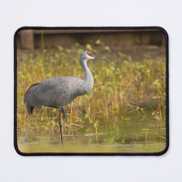 Item preview, A sandhill crane stands in a beautiful pond in Pasco County, Tampa Bay, Florida designed and sold by EyezWatchin.