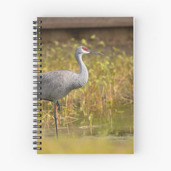 Item preview, A sandhill crane stands in a beautiful pond in Pasco County, Tampa Bay, Florida designed and sold by EyezWatchin.
