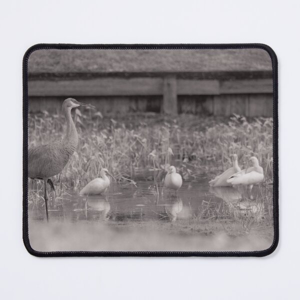 Item preview, A sandhill crane stands in a beautiful pond in Pasco County, Tampa Bay, Florida designed and sold by EyezWatchin.