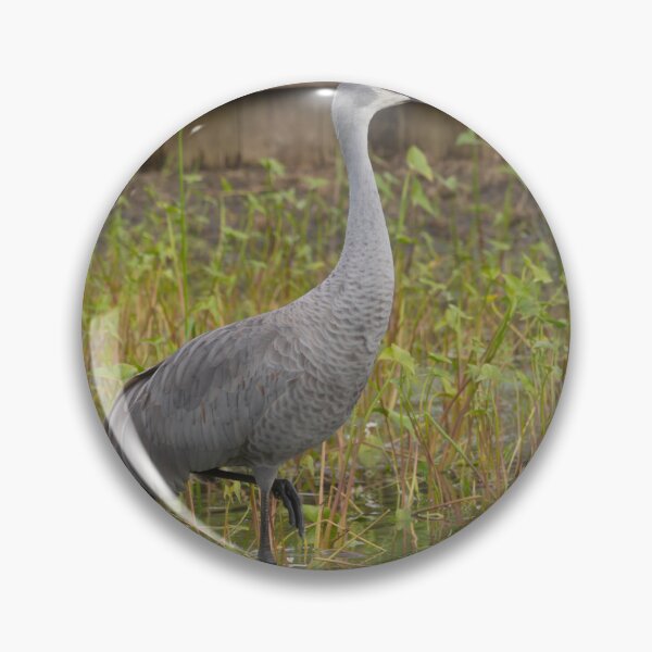 Item preview, A sandhill crane stands in a beautiful pond in Pasco County, Tampa Bay, Florida designed and sold by EyezWatchin.
