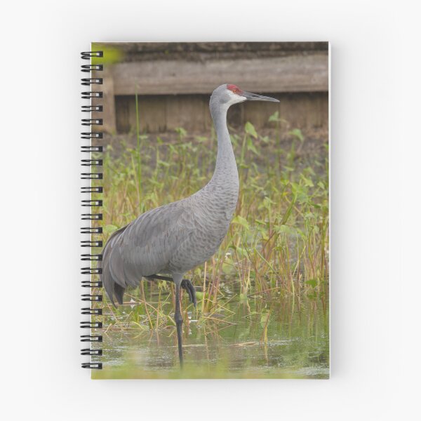Item preview, A sandhill crane stands in a beautiful pond in Pasco County, Tampa Bay, Florida designed and sold by EyezWatchin.
