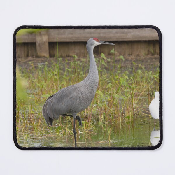 Item preview, A sandhill crane stands in a beautiful pond in Pasco County, Tampa Bay, Florida designed and sold by EyezWatchin.
