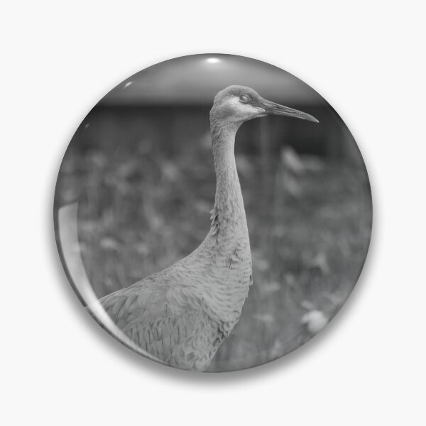 Item preview, A sandhill crane stands in a beautiful pond in Pasco County, Tampa Bay, Florida, surrounded by graceful white egret  designed and sold by EyezWatchin.
