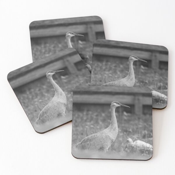 Item preview, A sandhill crane stands in a beautiful pond in Pasco County, Tampa Bay, Florida, surrounded by graceful white egret designed and sold by EyezWatchin.