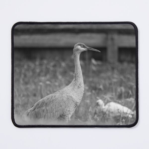 Item preview, A sandhill crane stands in a beautiful pond in Pasco County, Tampa Bay, Florida, surrounded by graceful white egret designed and sold by EyezWatchin.
