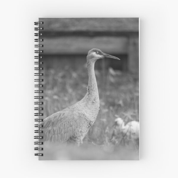 Item preview, A sandhill crane stands in a beautiful pond in Pasco County, Tampa Bay, Florida, surrounded by graceful white egret  designed and sold by EyezWatchin.