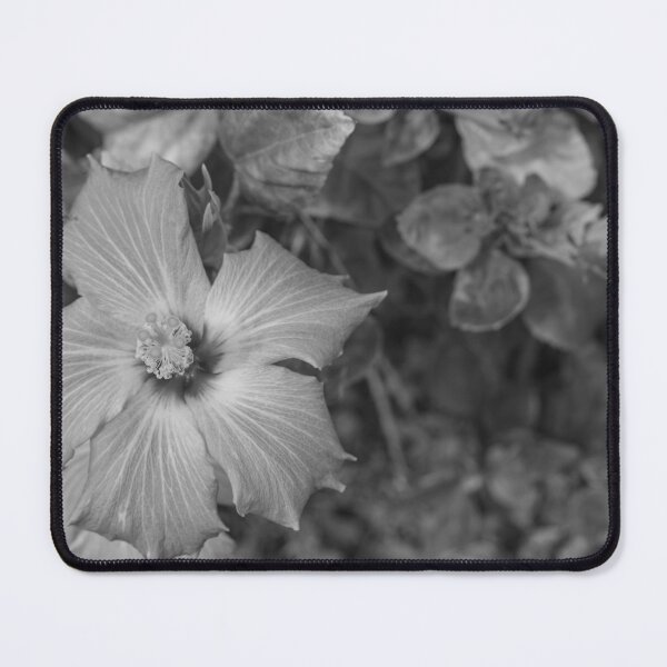 Item preview, This image shows a hibiscus flower characterized by its large, five-petaled form and prominent central staminal column. designed and sold by EyezWatchin.
