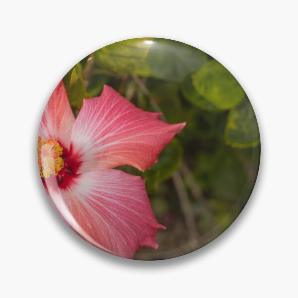 Item preview, This image shows a hibiscus flower characterized by its large, five-petaled form and prominent central staminal column designed and sold by EyezWatchin.