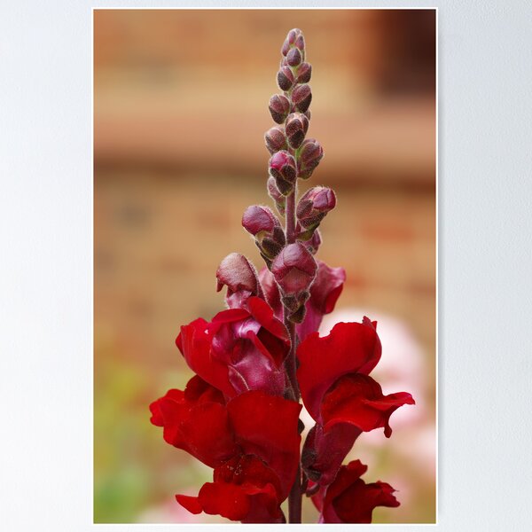 Item preview, Snapdragon (Antirrhinum) designed and sold by George Parapadakis ARPS (monocotylidono).
