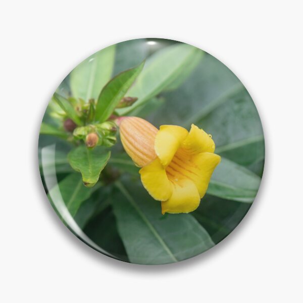 Item preview,  Yellow Allamanda Plant Golden Trumpet Plant X105 designed and sold by RichFrancoCars.