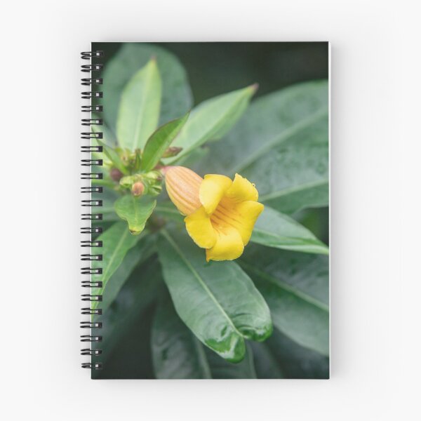 Item preview,  Yellow Allamanda Plant Golden Trumpet Plant X105 designed and sold by RichFrancoCars.