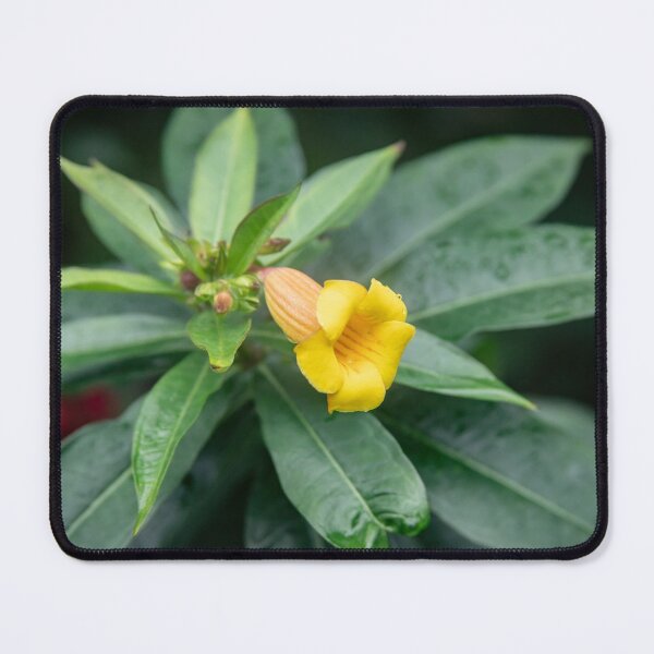 Item preview,  Yellow Allamanda Plant Golden Trumpet Plant X105 designed and sold by RichFrancoCars.