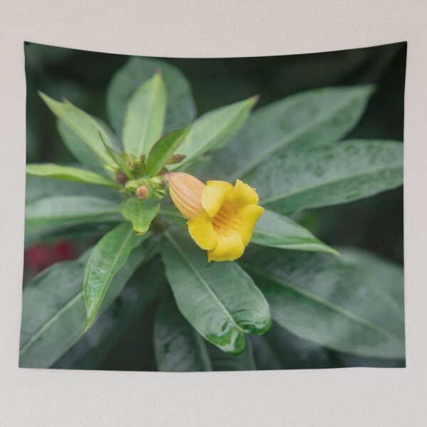 Item preview, Yellow Allamanda Plant Golden Trumpet Plant X105 designed and sold by RichFrancoCars.
