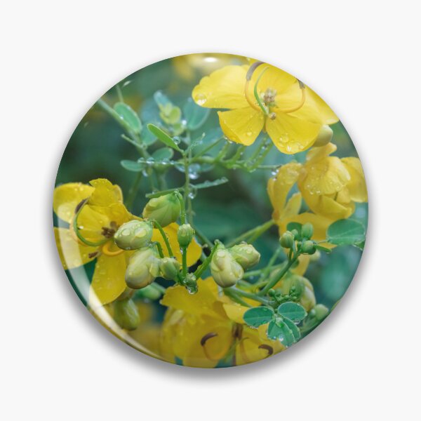 Item preview, Cassia Tree Cassia fistula X110 designed and sold by RichFrancoCars.