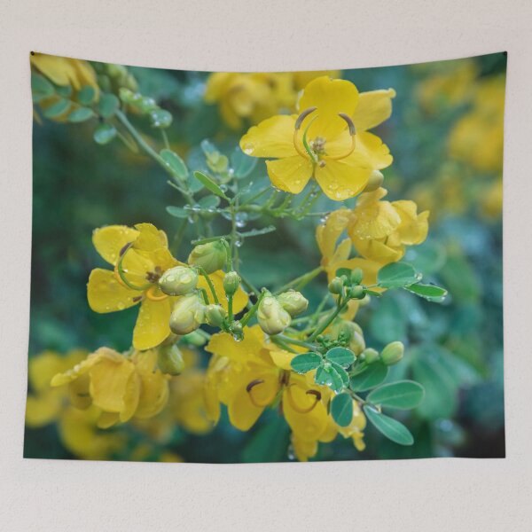 Item preview, Cassia Tree Cassia fistula X110 designed and sold by RichFrancoCars.