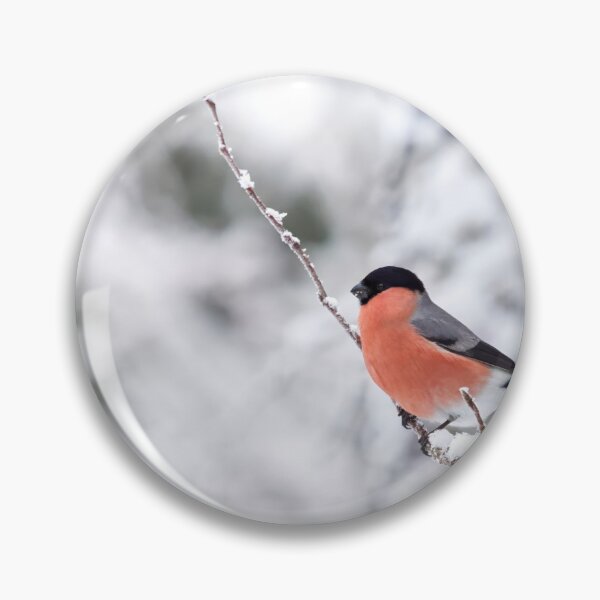 Item preview, Eurasian bullfinch on white designed and sold by Jouko Lehto Photography.