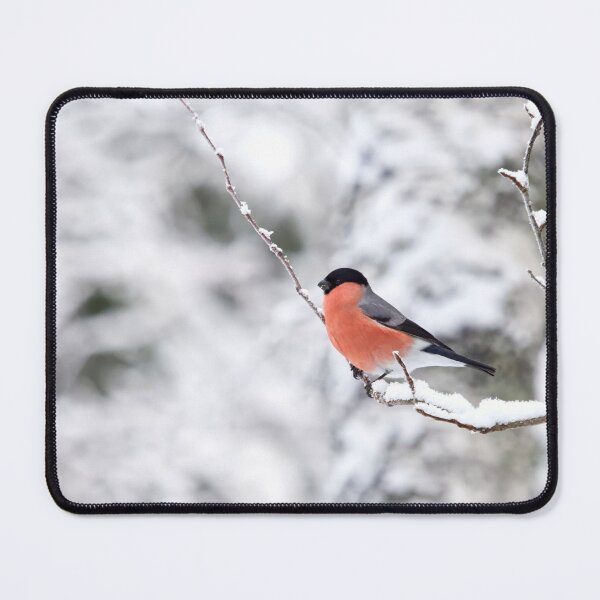 Item preview, Eurasian bullfinch on white designed and sold by Jouko Lehto Photography.