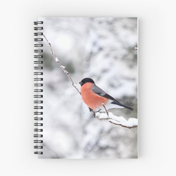 Item preview, Eurasian bullfinch on white designed and sold by Jouko Lehto Photography.