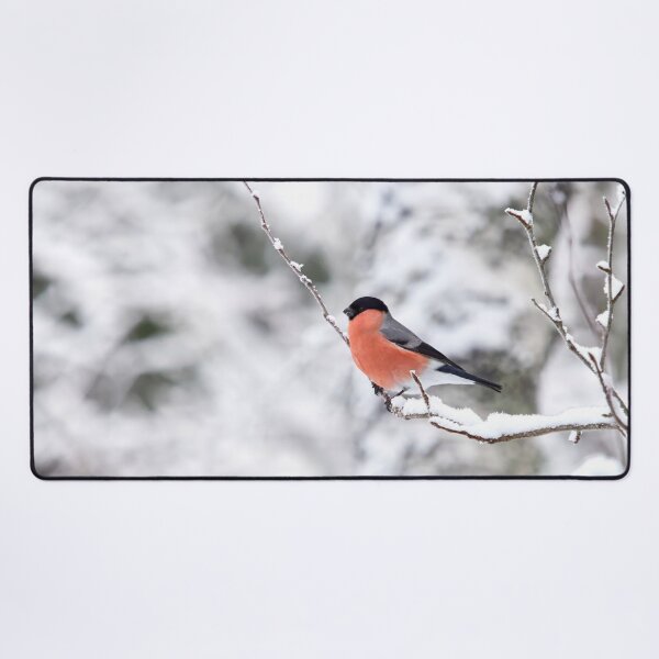 Item preview, Eurasian bullfinch on white designed and sold by Jouko Lehto Photography.