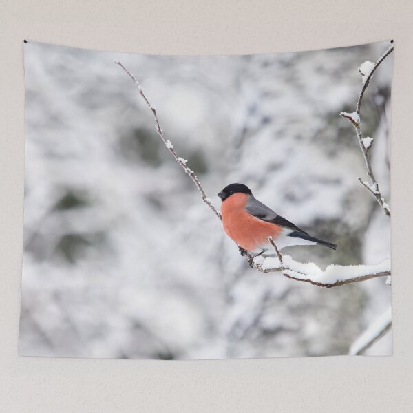 Item preview, Eurasian bullfinch on white designed and sold by Jouko Lehto Photography.