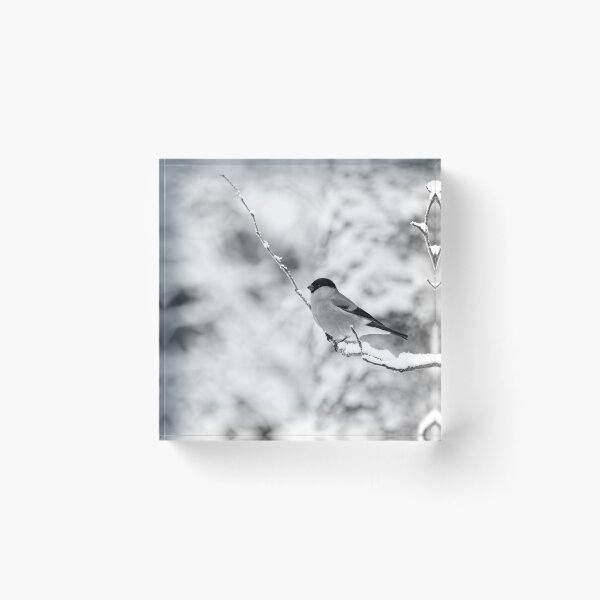 Item preview, Eurasian bullfinch on white bw designed and sold by Jouko Lehto Photography.