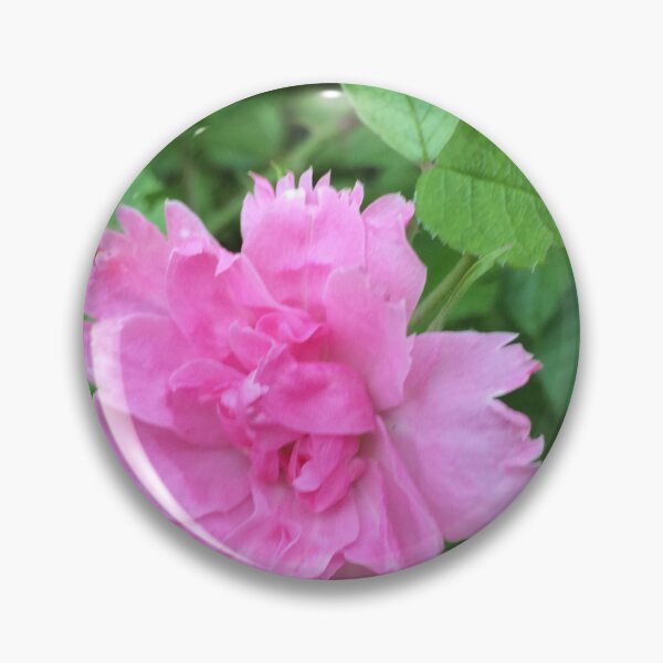 Item preview, Rugosa hybrid rose / Rugosa hybrid rose bush designed and sold by Art Rendez-vous.