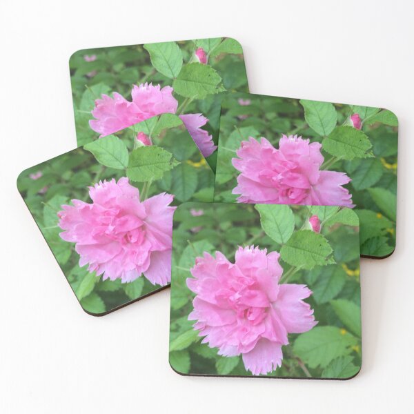 Item preview, Rugosa hybrid rose / Rugosa hybrid rose bush designed and sold by Art Rendez-vous.