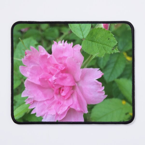 Item preview, Rugosa hybrid rose / Rugosa hybrid rose bush designed and sold by Art Rendez-vous.