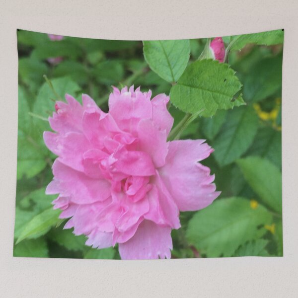 Item preview, Rugosa hybrid rose / Rugosa hybrid rose bush designed and sold by Art Rendez-vous.