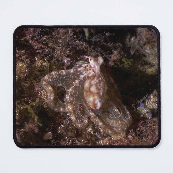 Item preview, atlantic lilliput octo designed and sold by benillis.