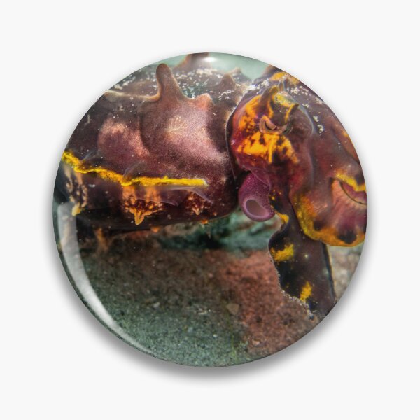 Item preview, flamboyant cuttle designed and sold by benillis.