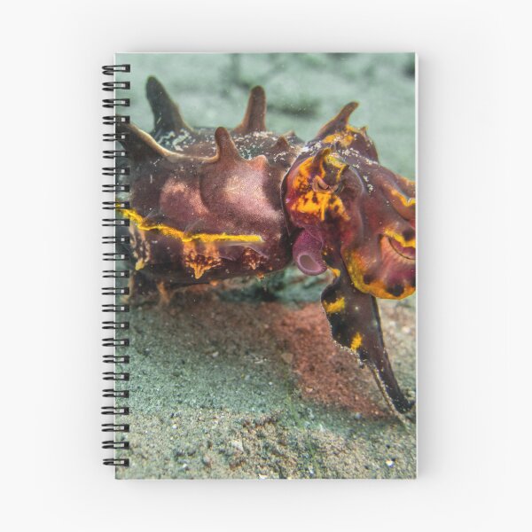 Item preview, flamboyant cuttle designed and sold by benillis.