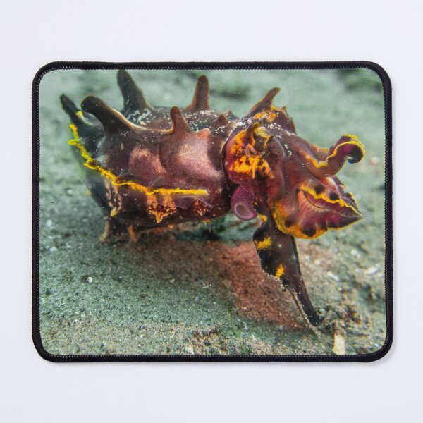 Item preview, flamboyant cuttle designed and sold by benillis.