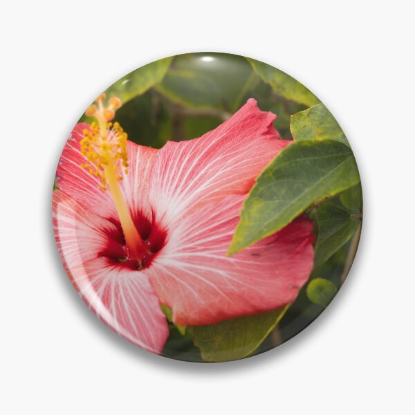 Item preview, This image shows a hibiscus flower characterized by its large, five-petaled form and prominent central staminal column designed and sold by EyezWatchin.