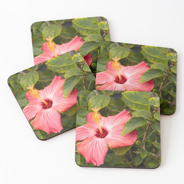 Item preview, This image shows a hibiscus flower characterized by its large, five-petaled form and prominent central staminal column designed and sold by EyezWatchin.