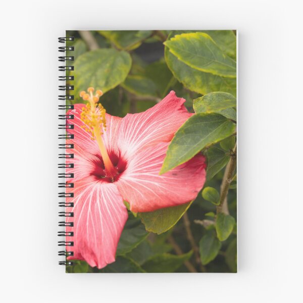 Item preview, This image shows a hibiscus flower characterized by its large, five-petaled form and prominent central staminal column designed and sold by EyezWatchin.
