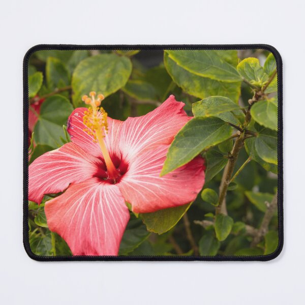 Item preview, This image shows a hibiscus flower characterized by its large, five-petaled form and prominent central staminal column designed and sold by EyezWatchin.