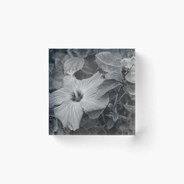 Item preview, This image shows a hibiscus flower characterized by its large, five-petaled form and prominent central staminal  designed and sold by EyezWatchin.