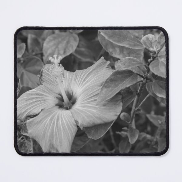 Item preview, This image shows a hibiscus flower characterized by its large, five-petaled form and prominent central staminal designed and sold by EyezWatchin.