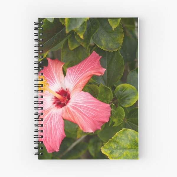 Item preview, This image shows a hibiscus flower characterized by its large, five-petaled form and prominent central staminal  designed and sold by EyezWatchin.