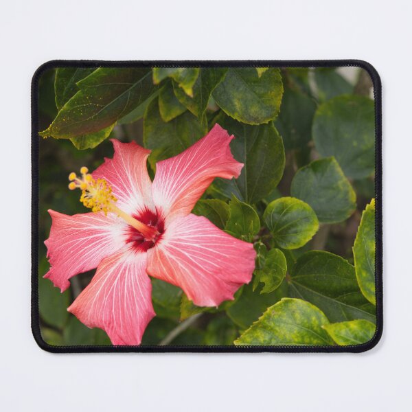 Item preview, This image shows a hibiscus flower characterized by its large, five-petaled form and prominent central staminal designed and sold by EyezWatchin.