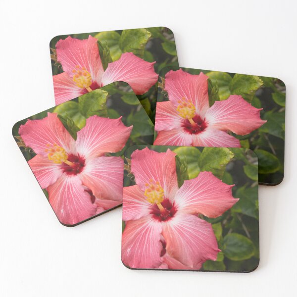 Item preview, This image shows a hibiscus flower characterized by its large, five-petaled form and prominent central staminal column designed and sold by EyezWatchin.