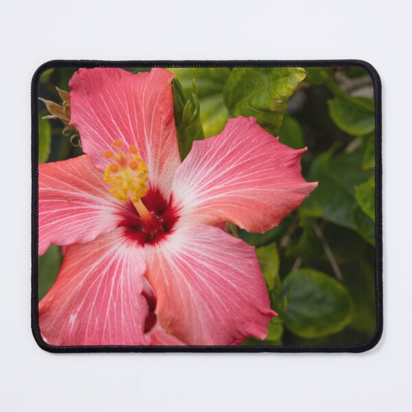 Item preview, This image shows a hibiscus flower characterized by its large, five-petaled form and prominent central staminal column designed and sold by EyezWatchin.