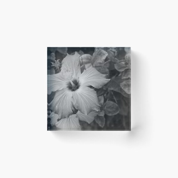 Item preview, This image shows a hibiscus flower characterized by its large, five-petaled form and prominent central staminal column designed and sold by EyezWatchin.