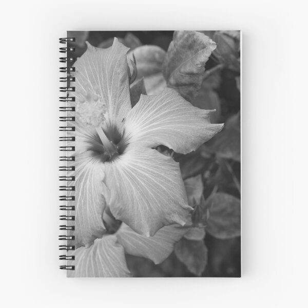 Item preview, This image shows a hibiscus flower characterized by its large, five-petaled form and prominent central staminal column designed and sold by EyezWatchin.