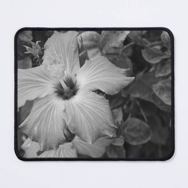 Item preview, This image shows a hibiscus flower characterized by its large, five-petaled form and prominent central staminal column designed and sold by EyezWatchin.