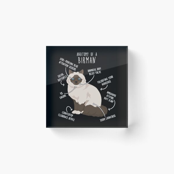 Item preview, Chocolate Point Birman Cat Anatomy designed and sold by Clara Hollins.