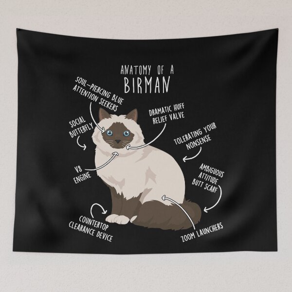 Item preview, Chocolate Point Birman Cat Anatomy designed and sold by Clara Hollins.